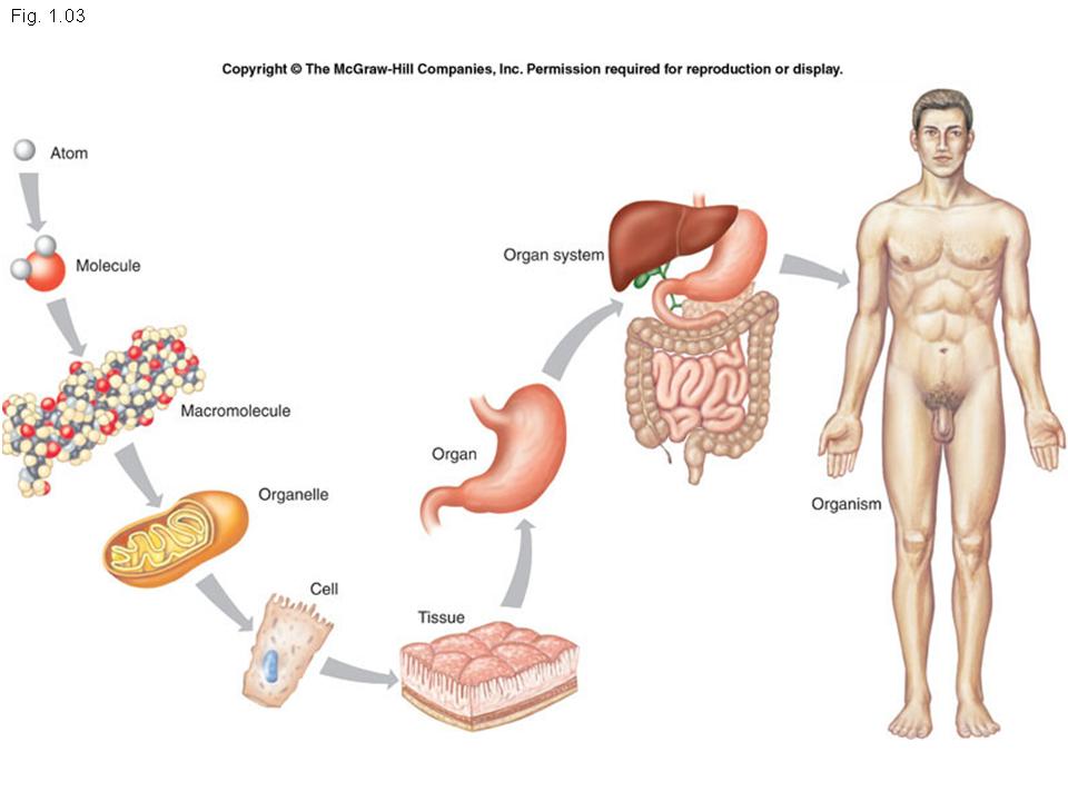 The Human Body s Levels Of Organization Biocleve