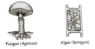 Structures of Fungi and Algae.