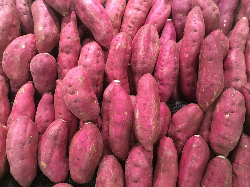 Sweet potatoes are healthy for pregnant women
