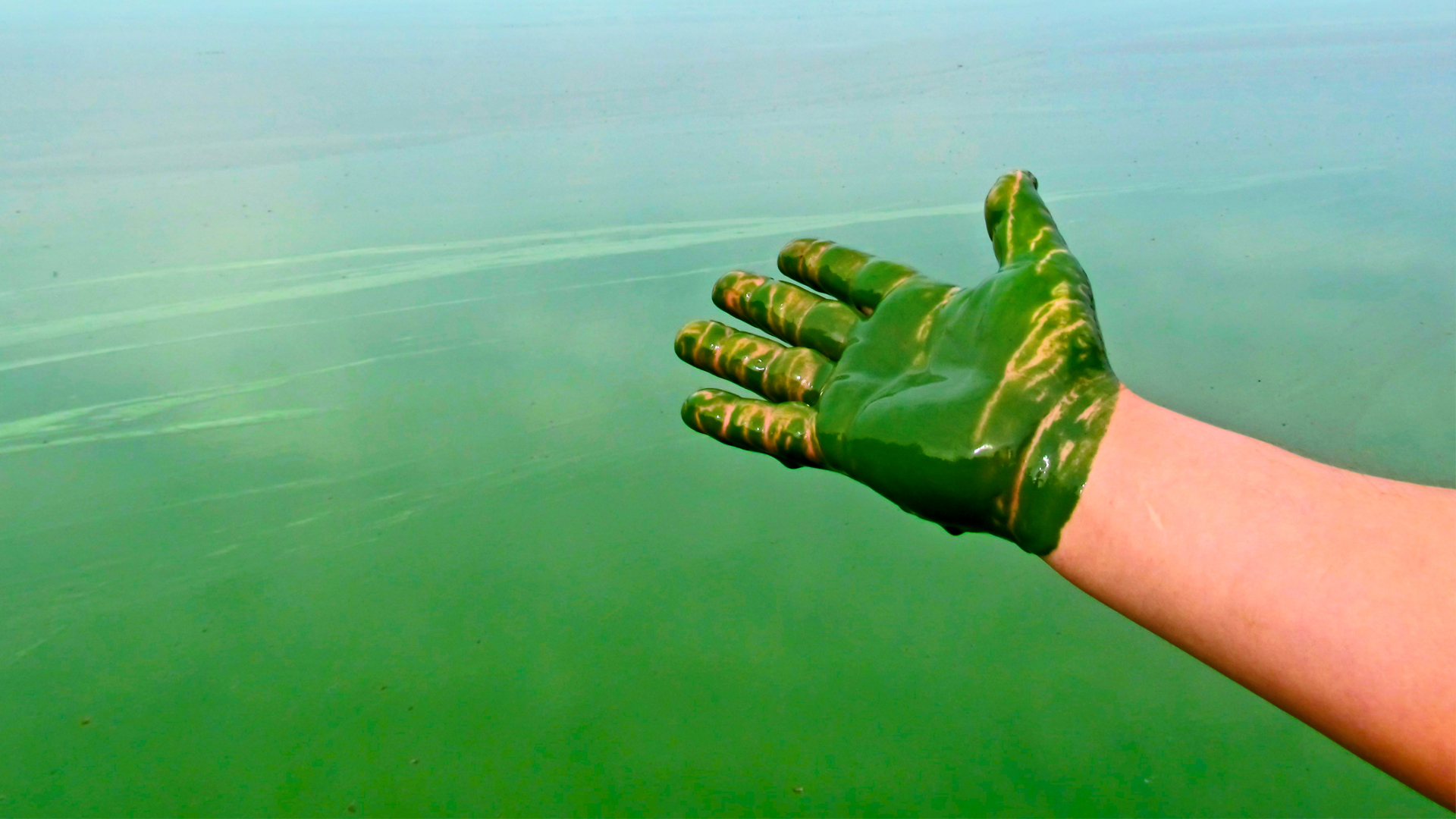 Algae and Cyanobacteria