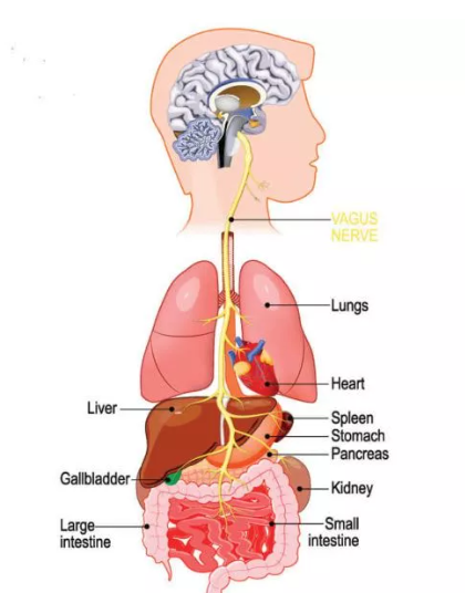 Anatomy of the vagus nerve.