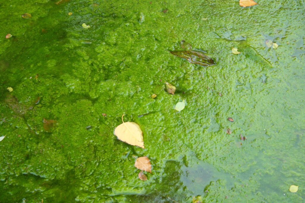 Algae lives in aquatic environment.
