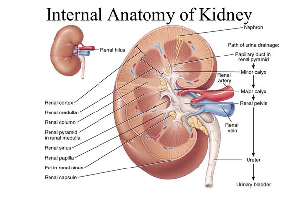 internal anatomy of the kidney