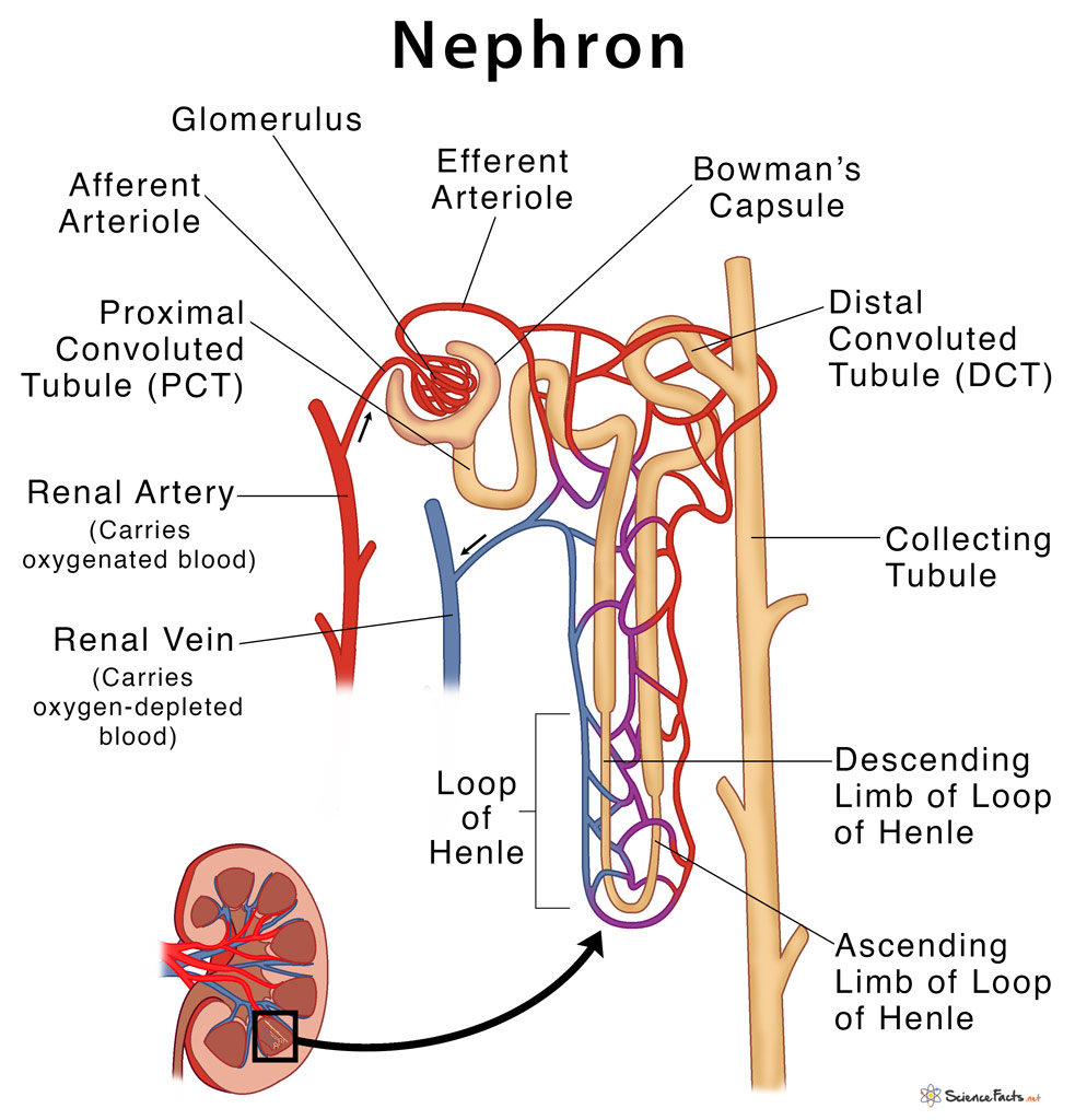 process of urine formation is better understood with a clear understanding of the nephron's anatomy.