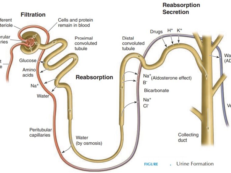 Processes Of Urine Formation Biocleve 8578