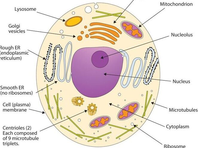 The cell makes up the human body tissue