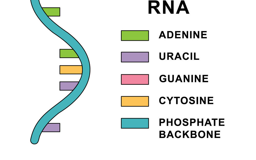 RNA structure